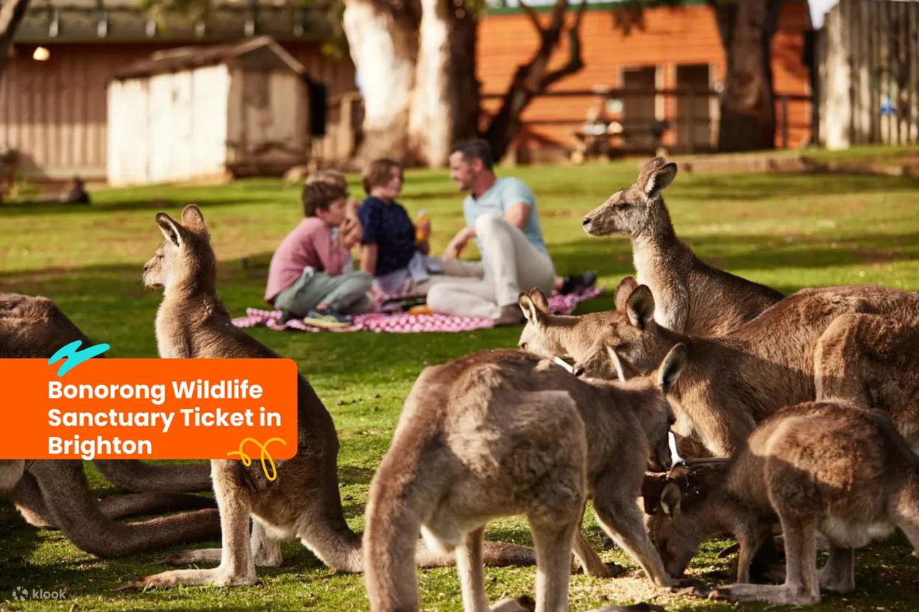 Ticket für das Bonorong Wildlife Sanctuary in Brighton
