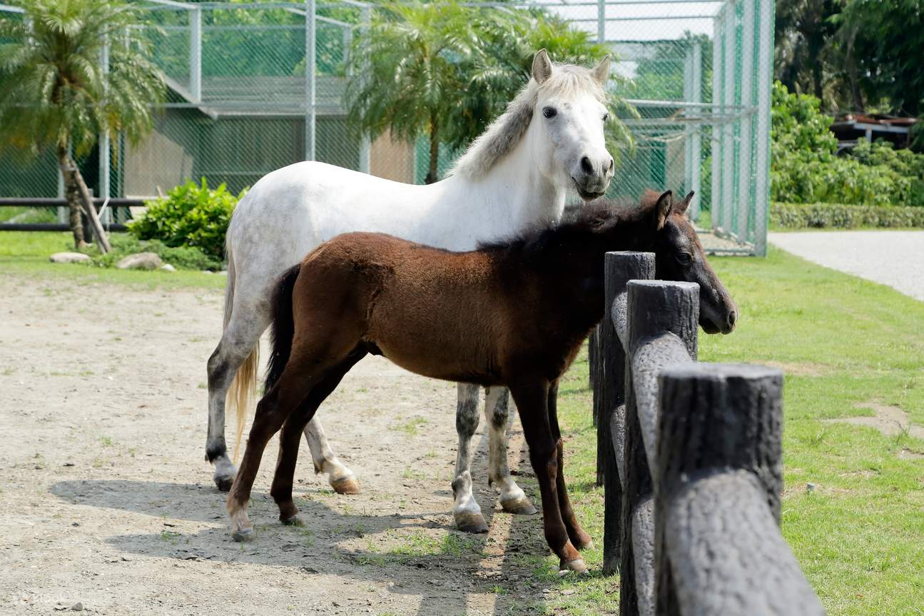花蓮洄瀾灣台開心農場動物餵食與騎馬體驗