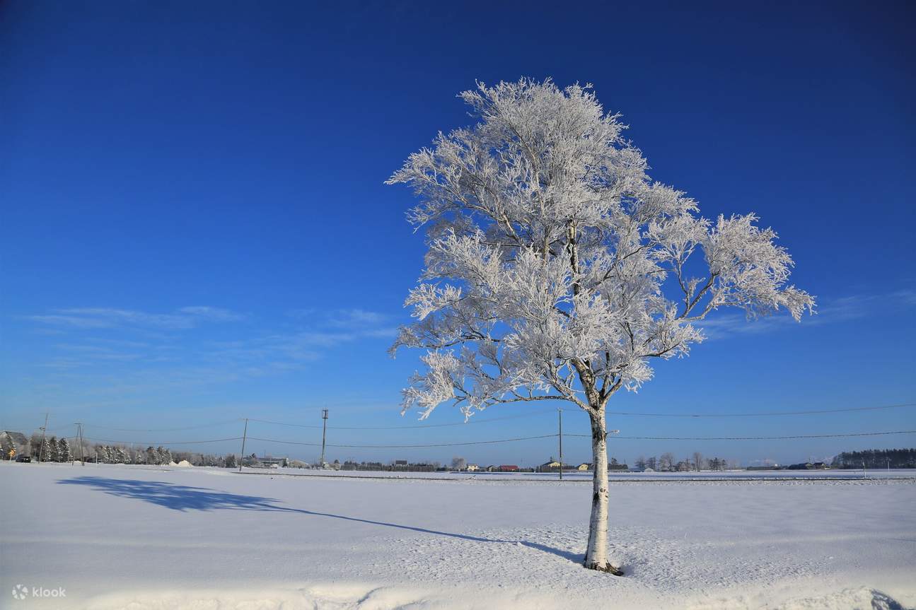 独占广阔的雪原
