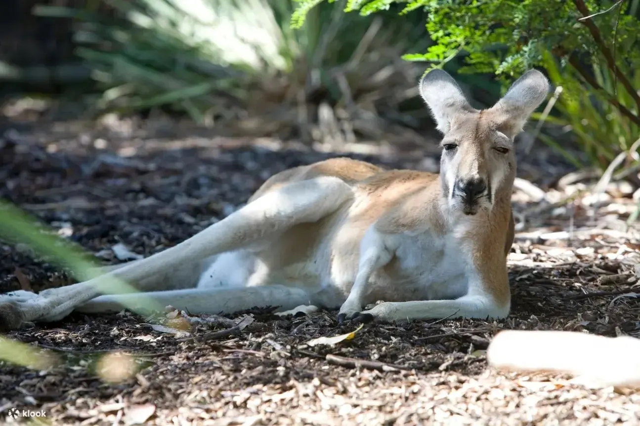 塔龍加動物園照片 - 澳洲代表性動物