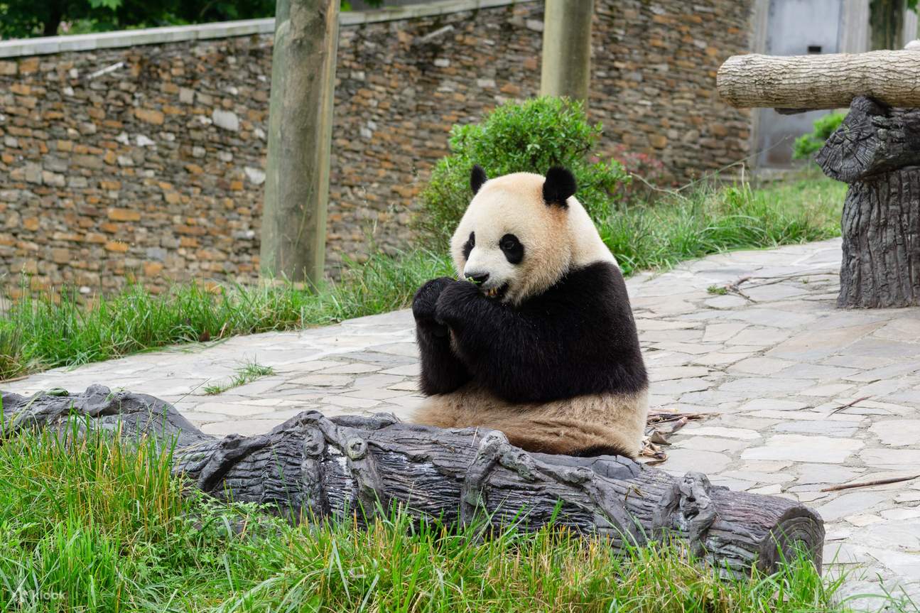 Thuê xe riêng tham quan Du lịch một ngày từ Thành Đô đến căn cứ Thần Thụ Bình & Đô Giang Yển