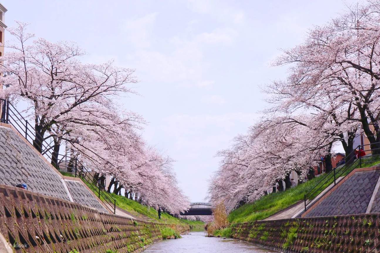 樱花季限定|的佐保川奈良公园宇治背割堤赏樱花一日游(大阪出发) - Klook客路