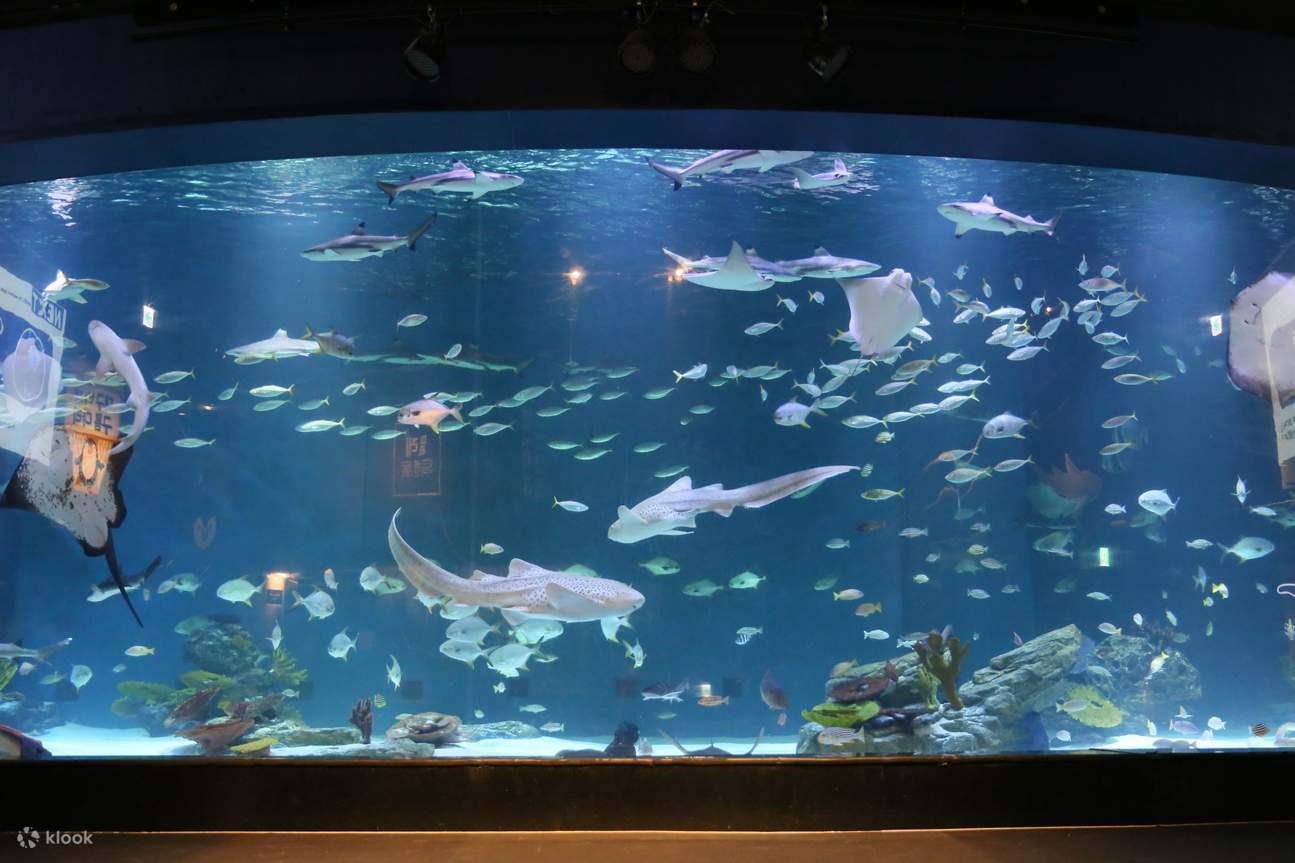 Daegu Fish Alive Aquarium Daegu Admission Tickets, Busan - Klook Hong Kong
