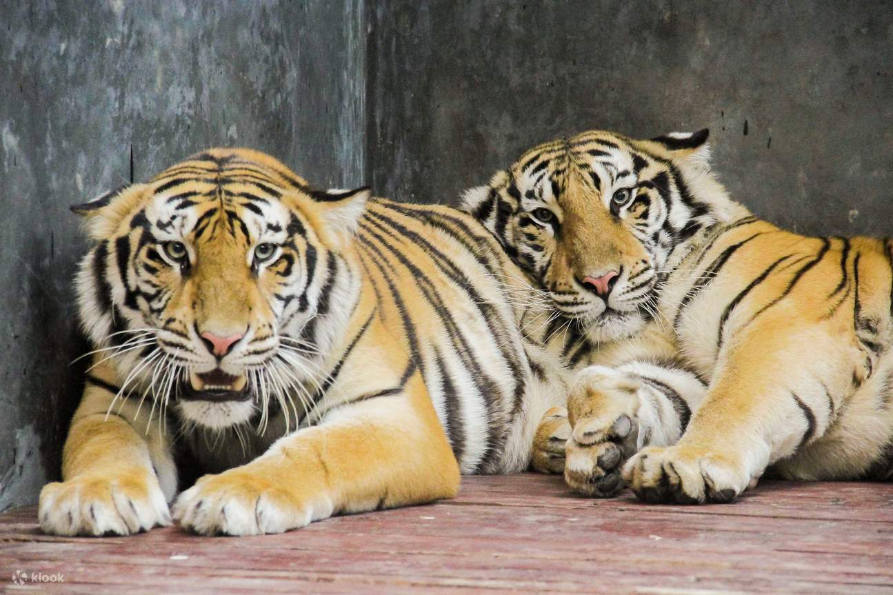tigers in Lembang Park and Zoo