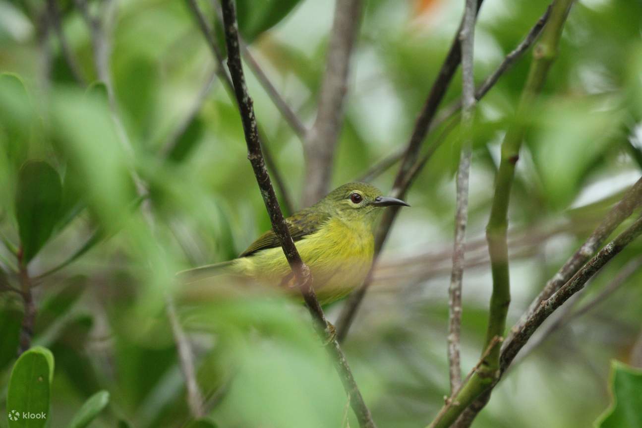 꽃과 잎 사이에서 정원 새들이 구석구석에 생기를 불어넣습니다.