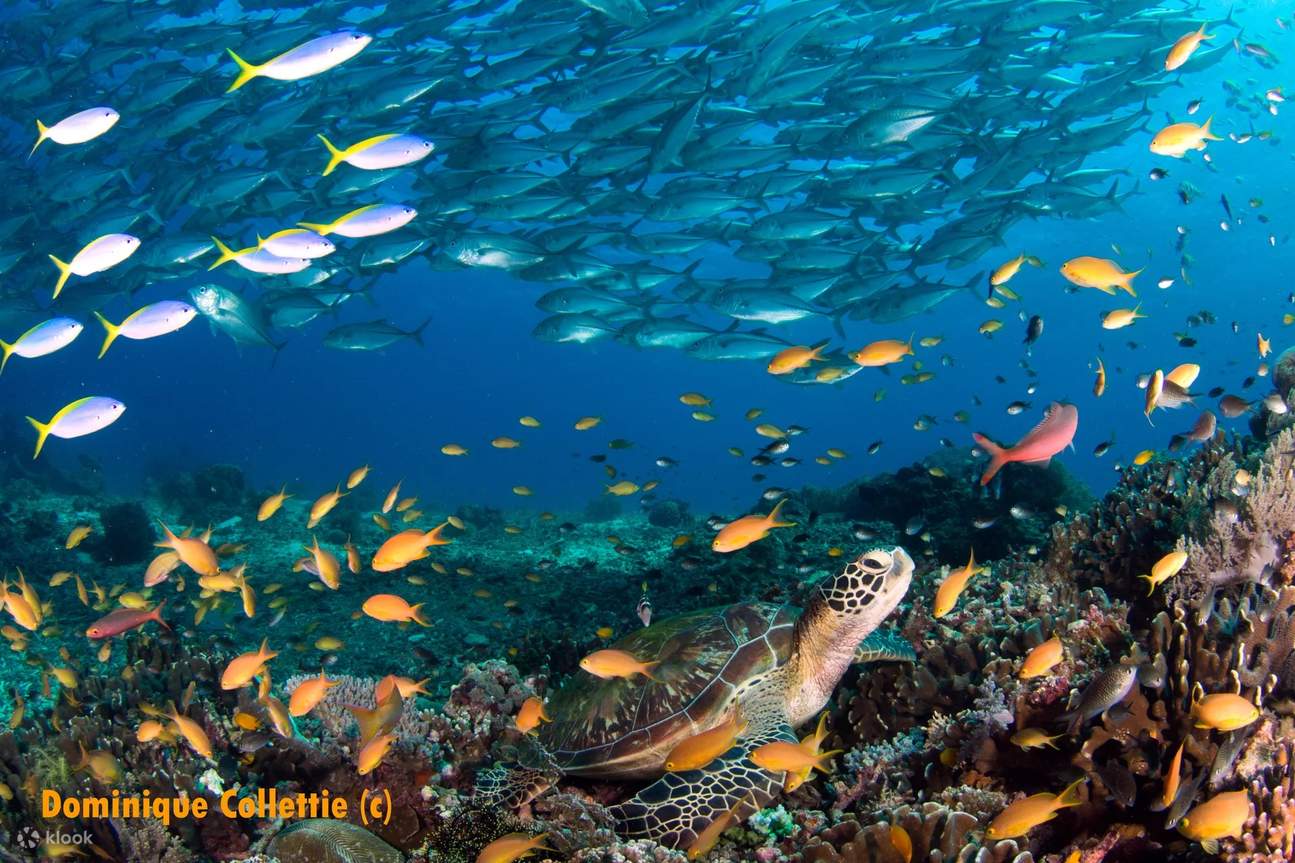 Aquatic Awakening: Open Water Kurs in Bohol mit PADI 5* Center