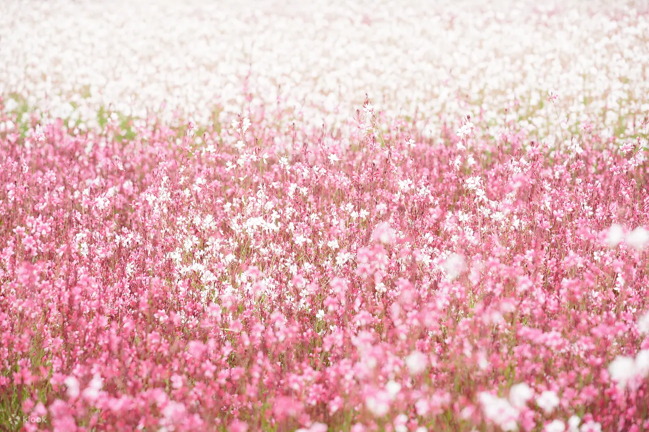 韩国首尔浪漫天使花 梦幻花田 Heyri艺术村一日游 World Love Travel提供 Klook客路