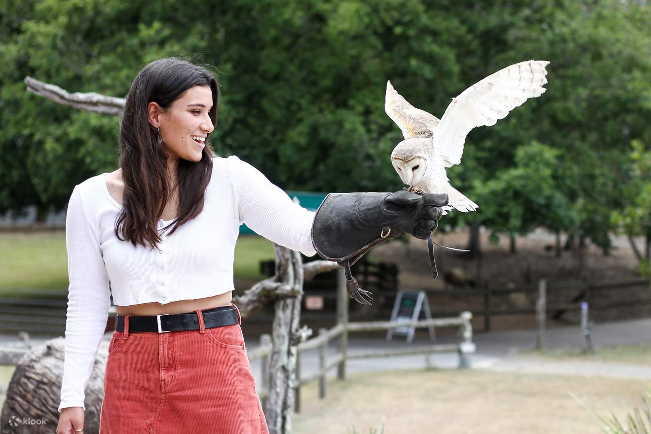 龍柏無尾熊動物園