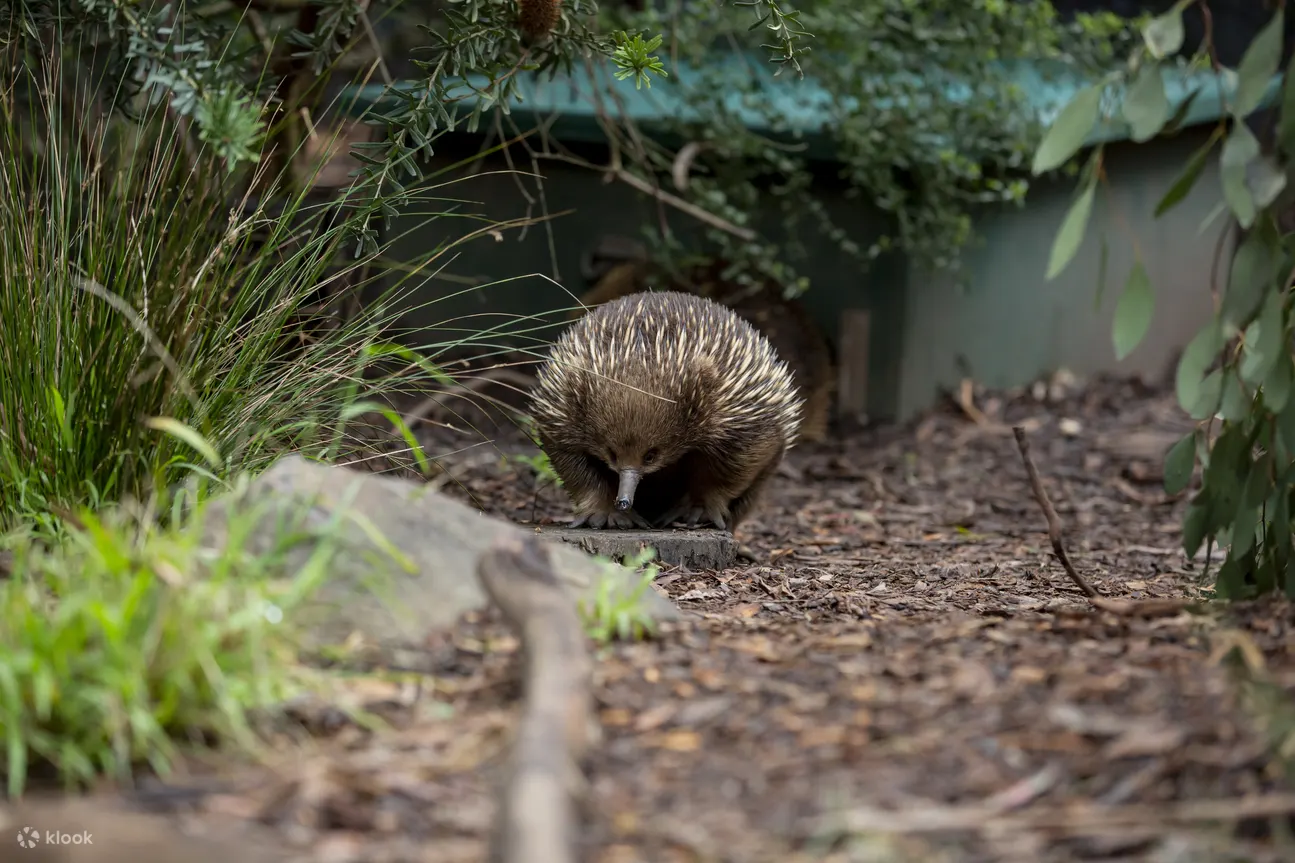 Echidna Healesville sanctuary 