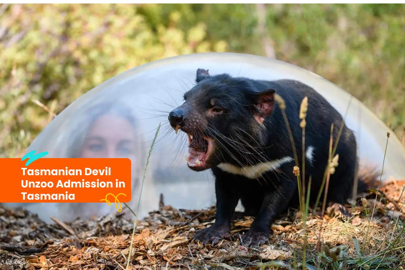 Eintritt zum Tasmanian Devil Unzoo in Tasmanien