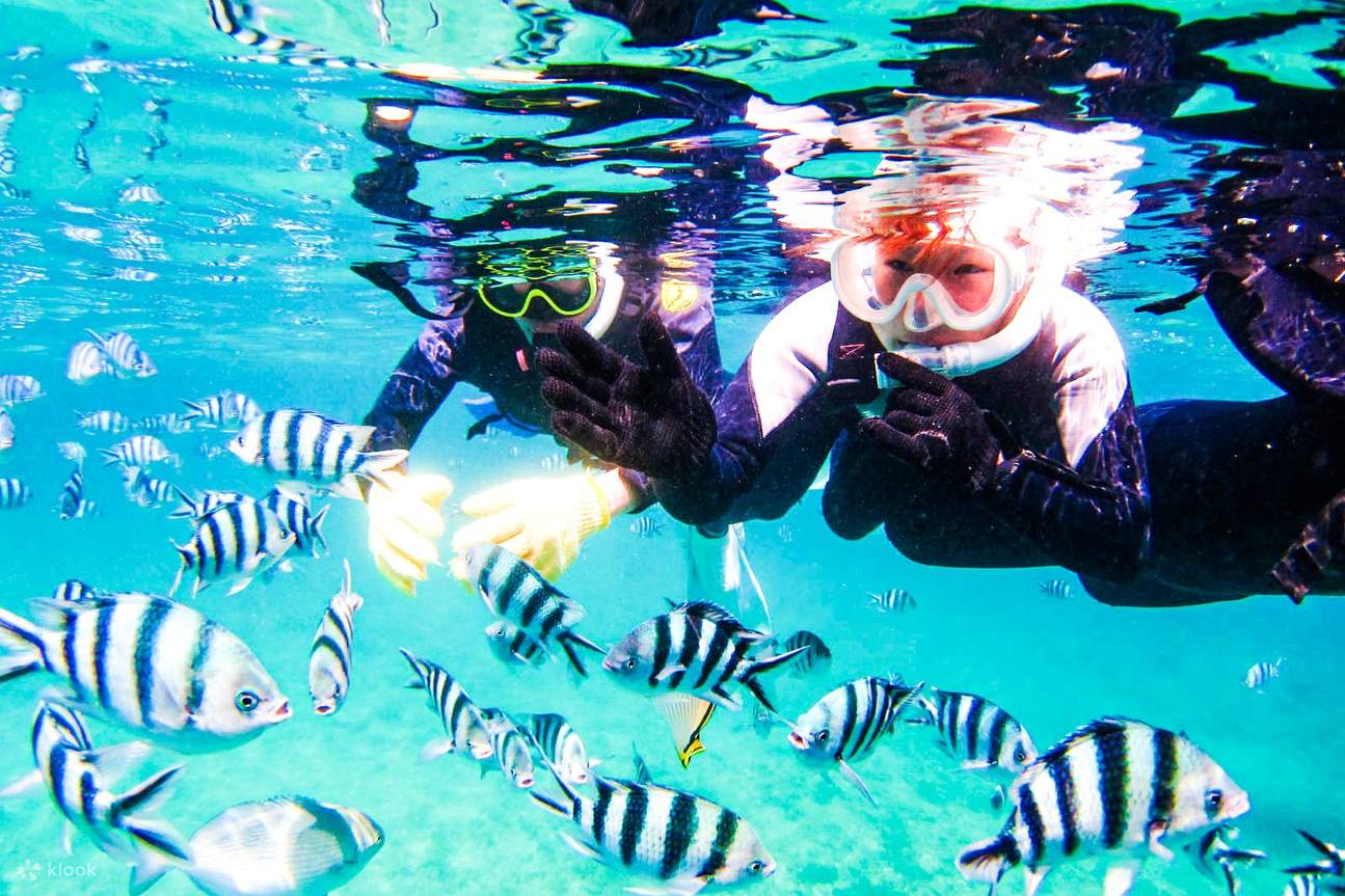 シュノーケリングと餌つけ体験