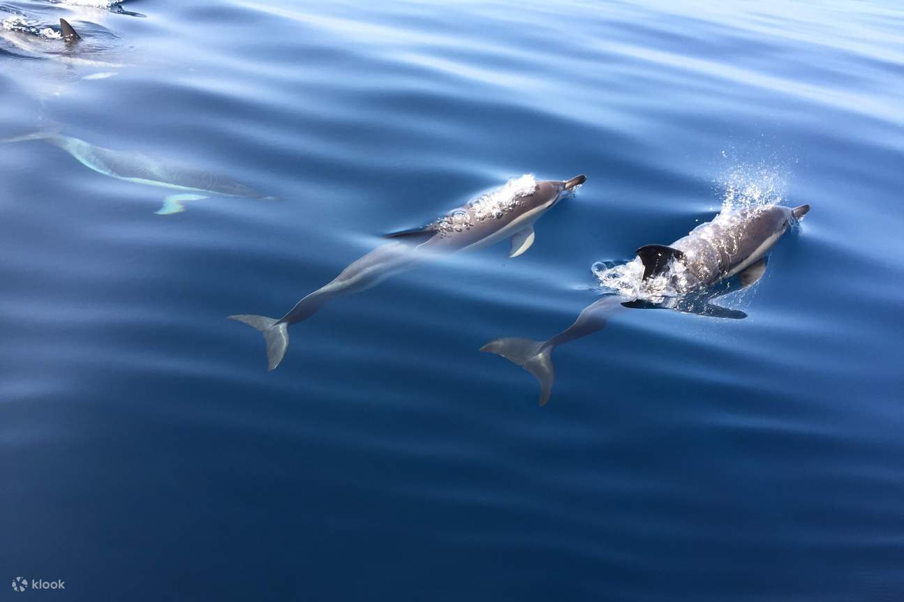 Dolphin Watching Experience in Arrabida Natural Park