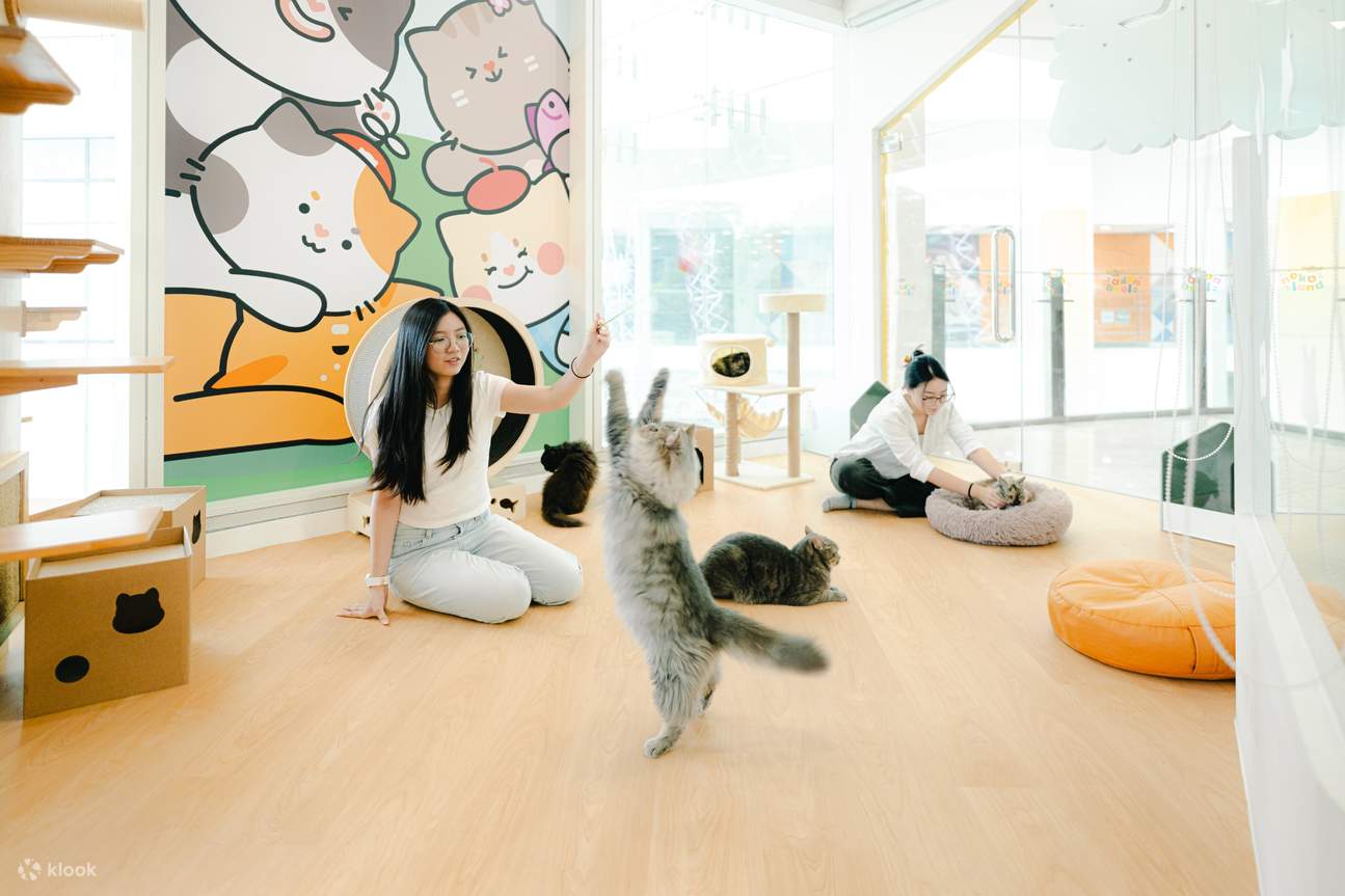 ネコランド by ポリウォッグス 入場チケット（シンガポール）