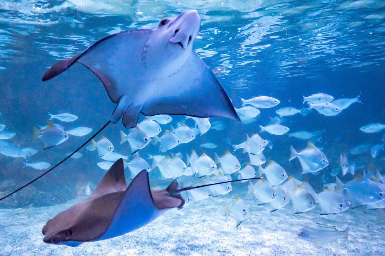 雅加達水族館野生動物園