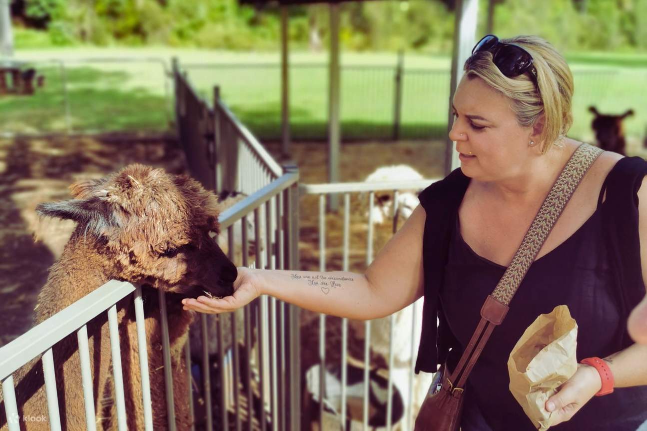 Кормление альпак