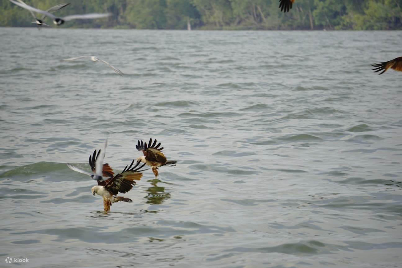Eagles getting their food on water