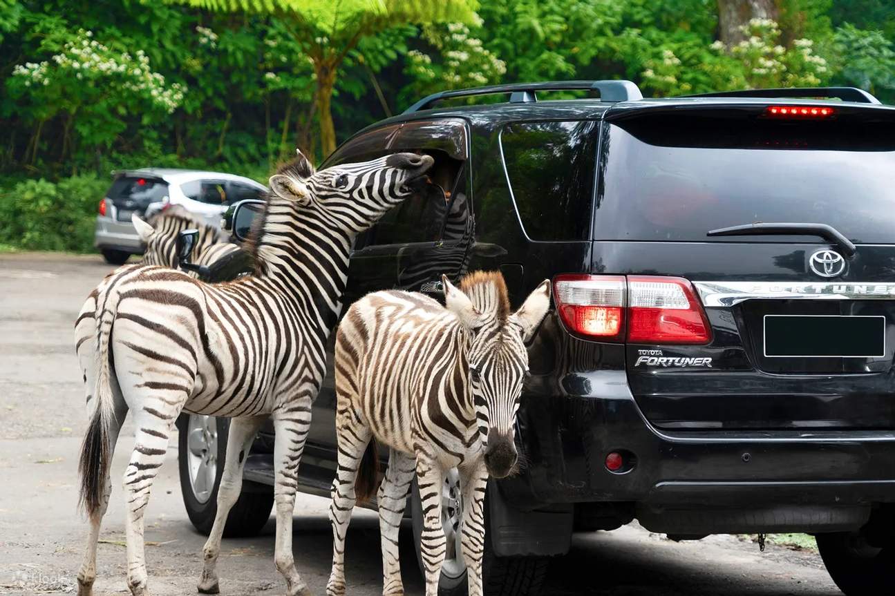 茂物野生動物園