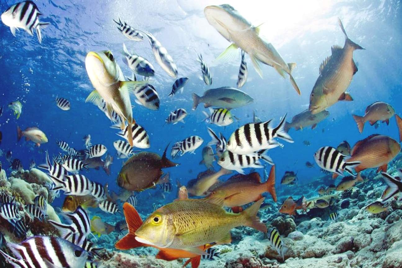 Red Sea Underwater Adventure: Semi-Submarine and Snorkeling