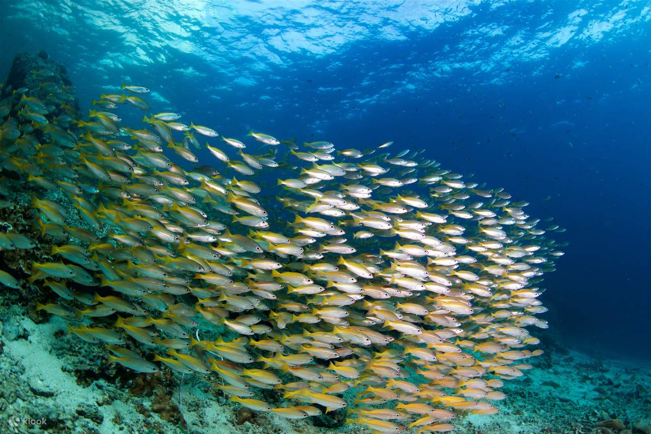 PADI Advanced Open Water Diver