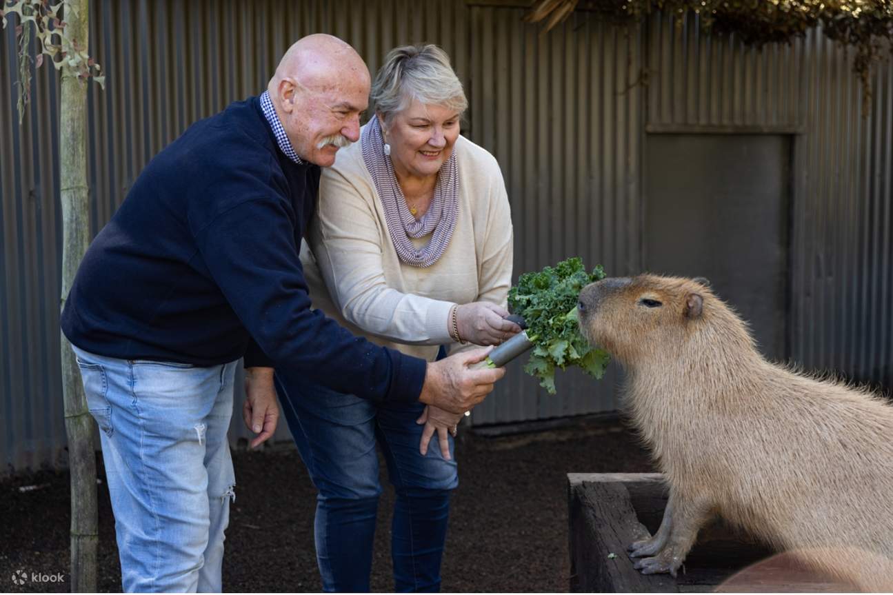 ¡Acércate a los adorables carpinchos! Alimenta, interactúa y aprende datos fascinantes sobre estos roedores sociales con nuestro experto cuidador del zoológico.