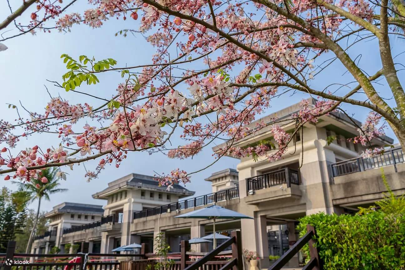 Every year from March to May during the Pink Shower Tree (Cassia javanica var. nodosa) blooming season, the park is filled with a romantic, pink ambiance, making it a popular photoshoot location for influencers, YouTubers, and cosplayers.