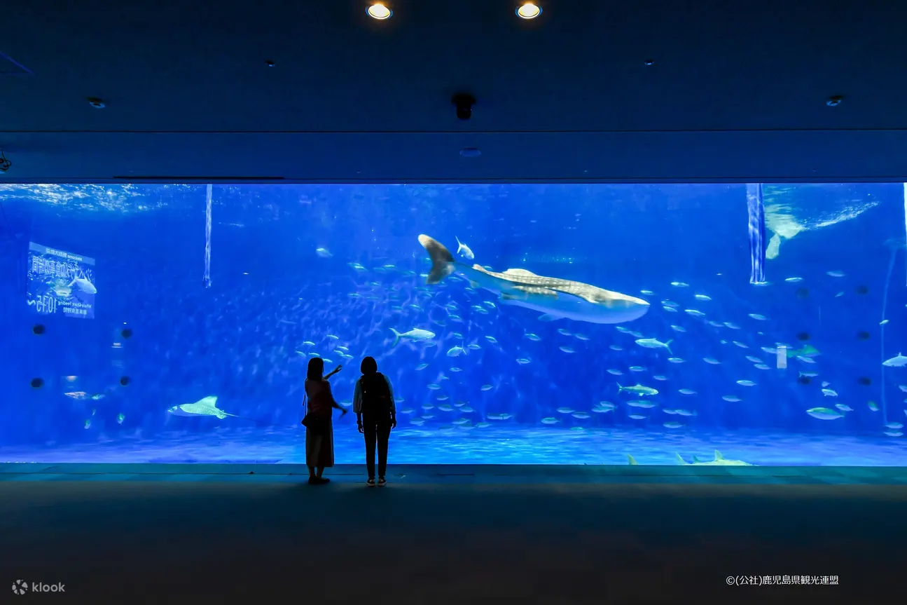 九州鹿儿岛水族馆门票