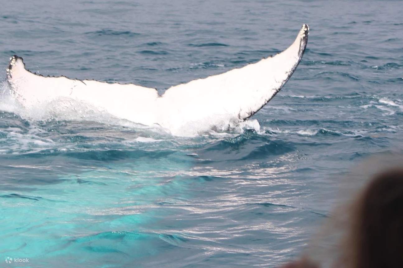 Whale Watching Cruise in Kalbarri Klook