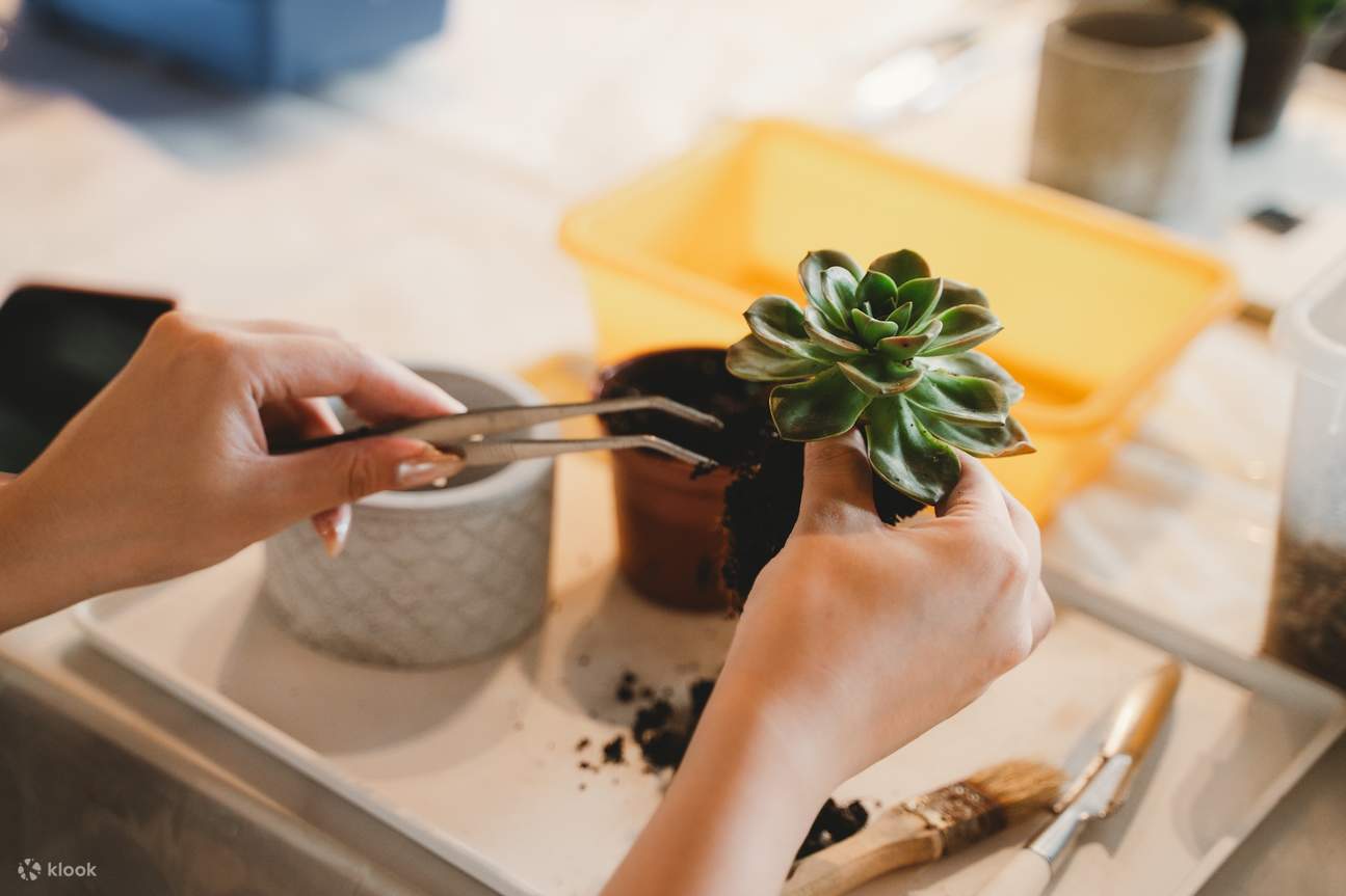 Glamping de lujo en Shan CHILL