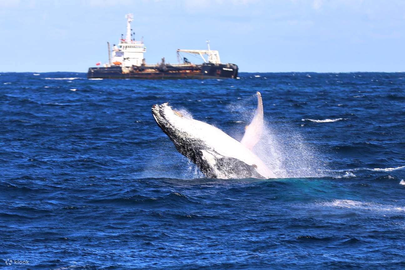 Whale Watching Cruise In Newcastle by Nova Cruises Klook ÉtatsUnis