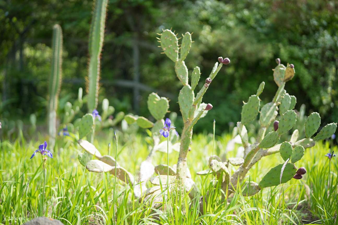 済州 (チェジュ) 翰林公園（ハリム公園）入場チケット