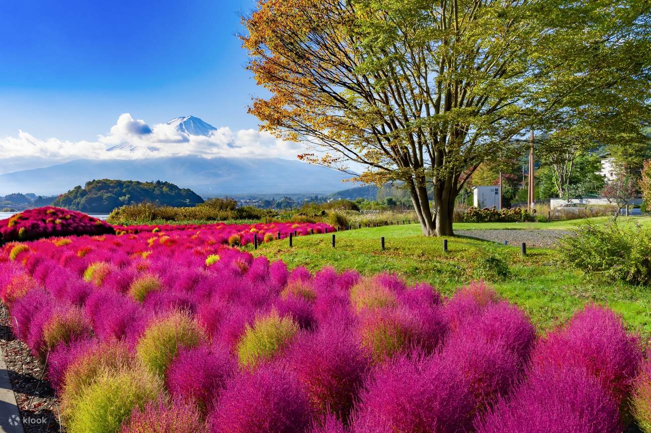 東京発：少人数で行く富士山＆河口湖ツアー