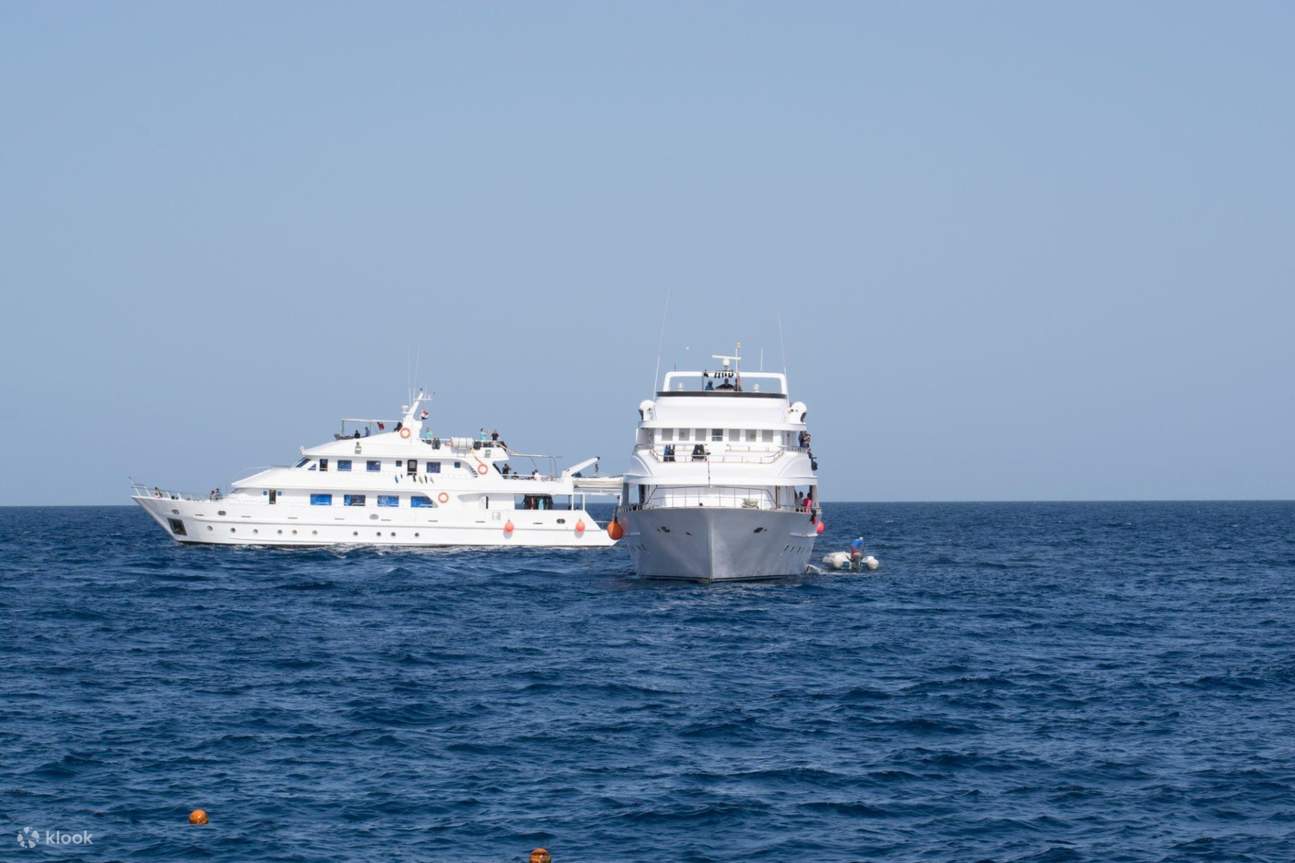 Chuyến Đi Biển Lặn Ngắm Cá Heo Thú Vị & Đưa Đón – Marsa Alam