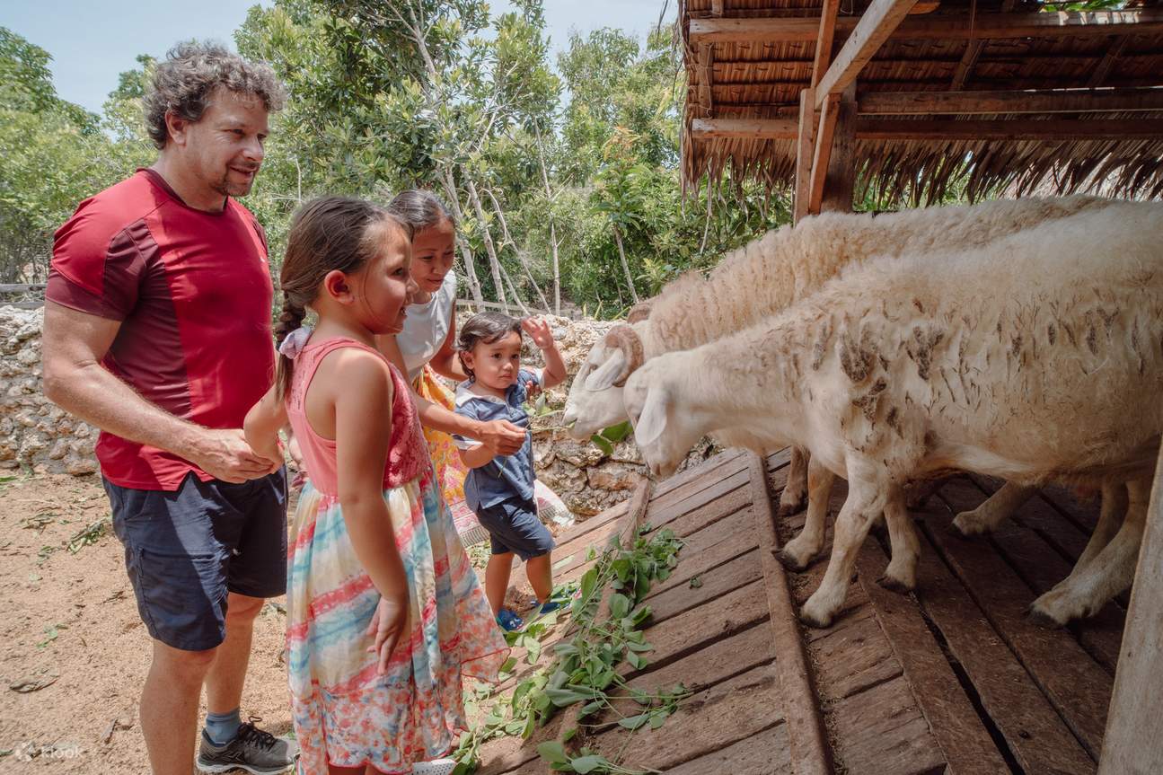 동물 먹이 주기 체험
