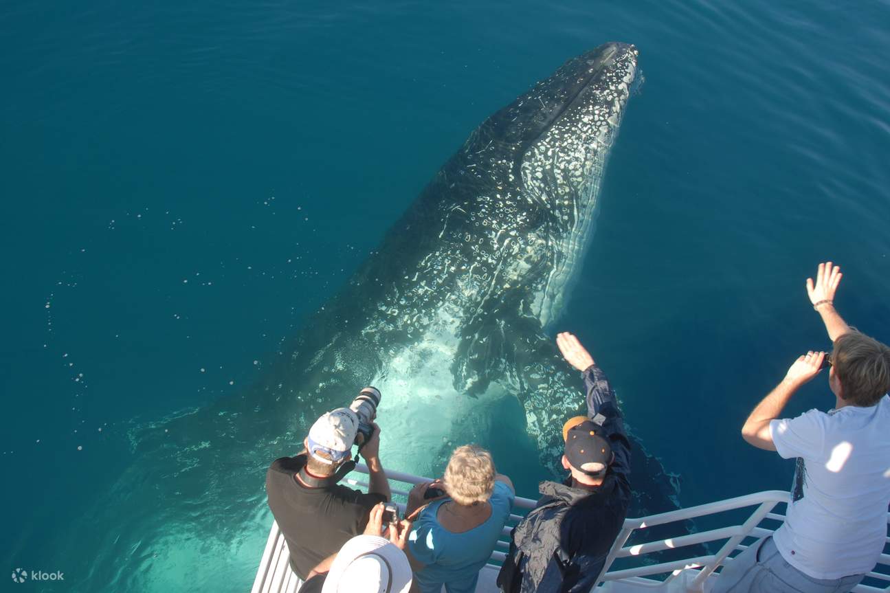 クジラの生態を間近で観察