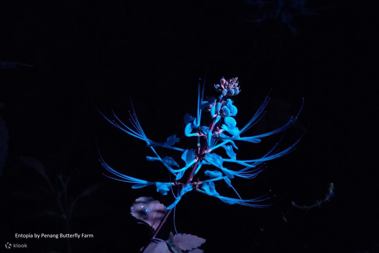 Billet pour Entopia by Penang Butterfly Farm