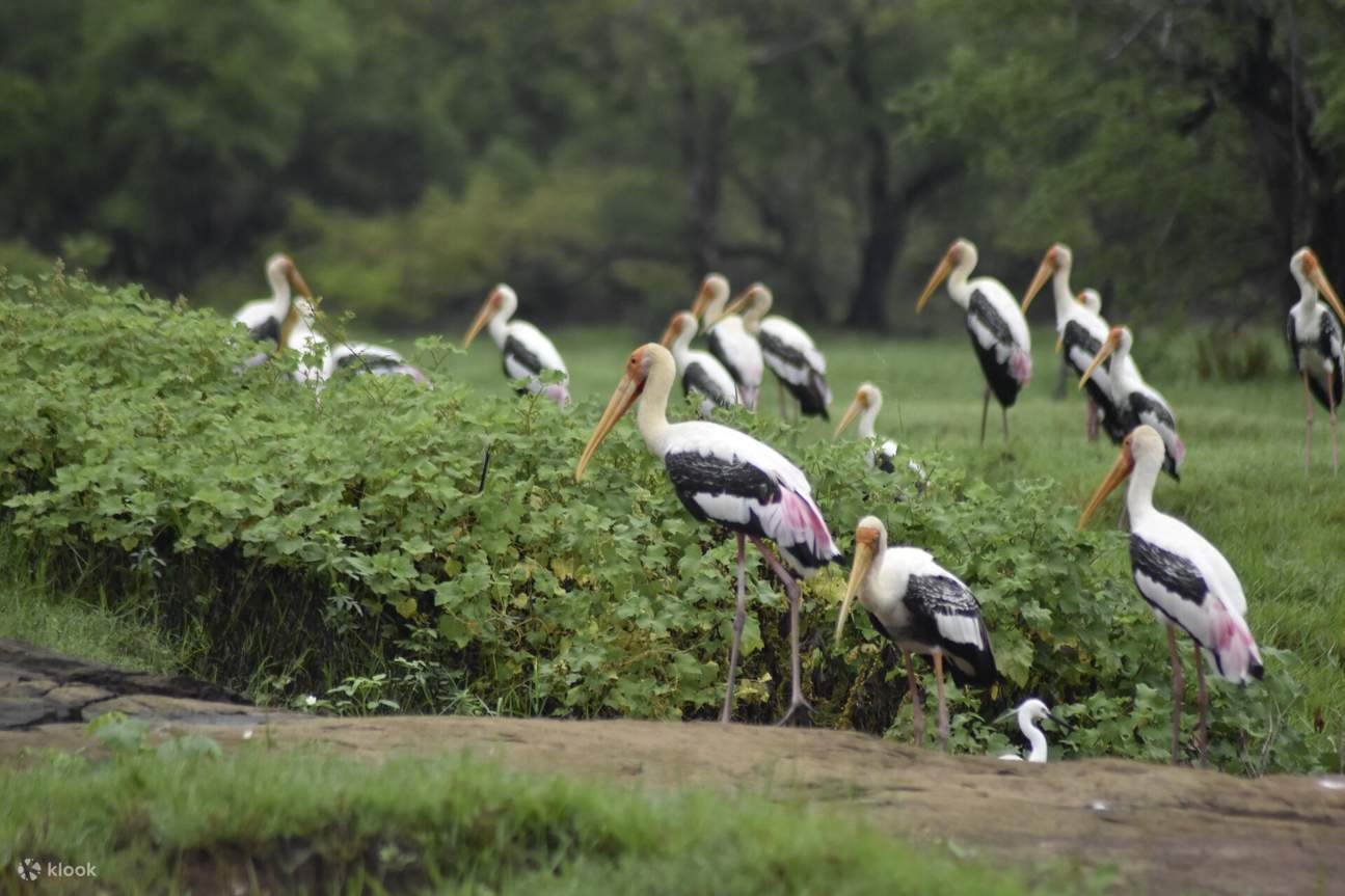 Pélicans au parc national de Minneriya
