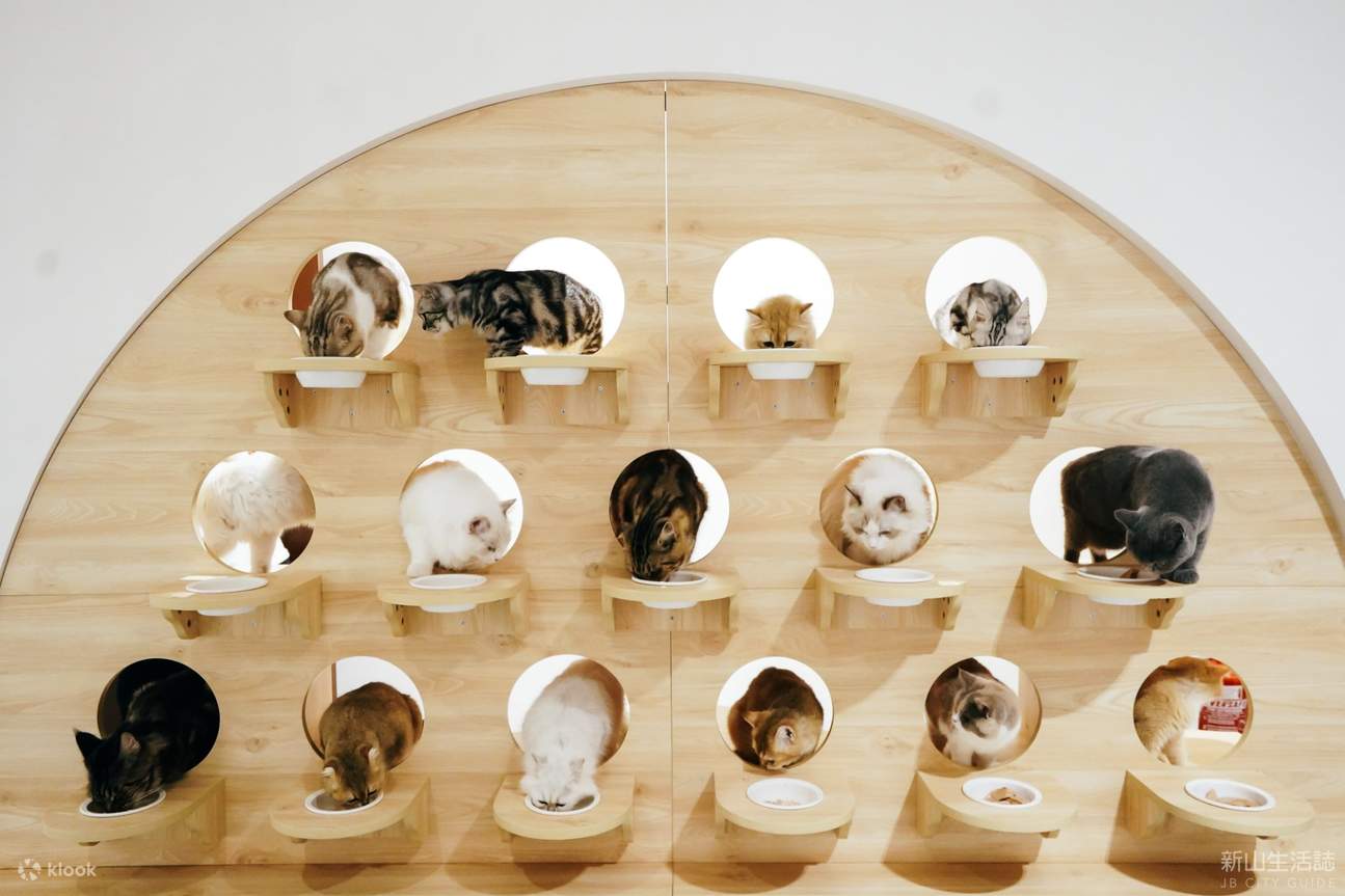 HOME by tales of paws cat cafe