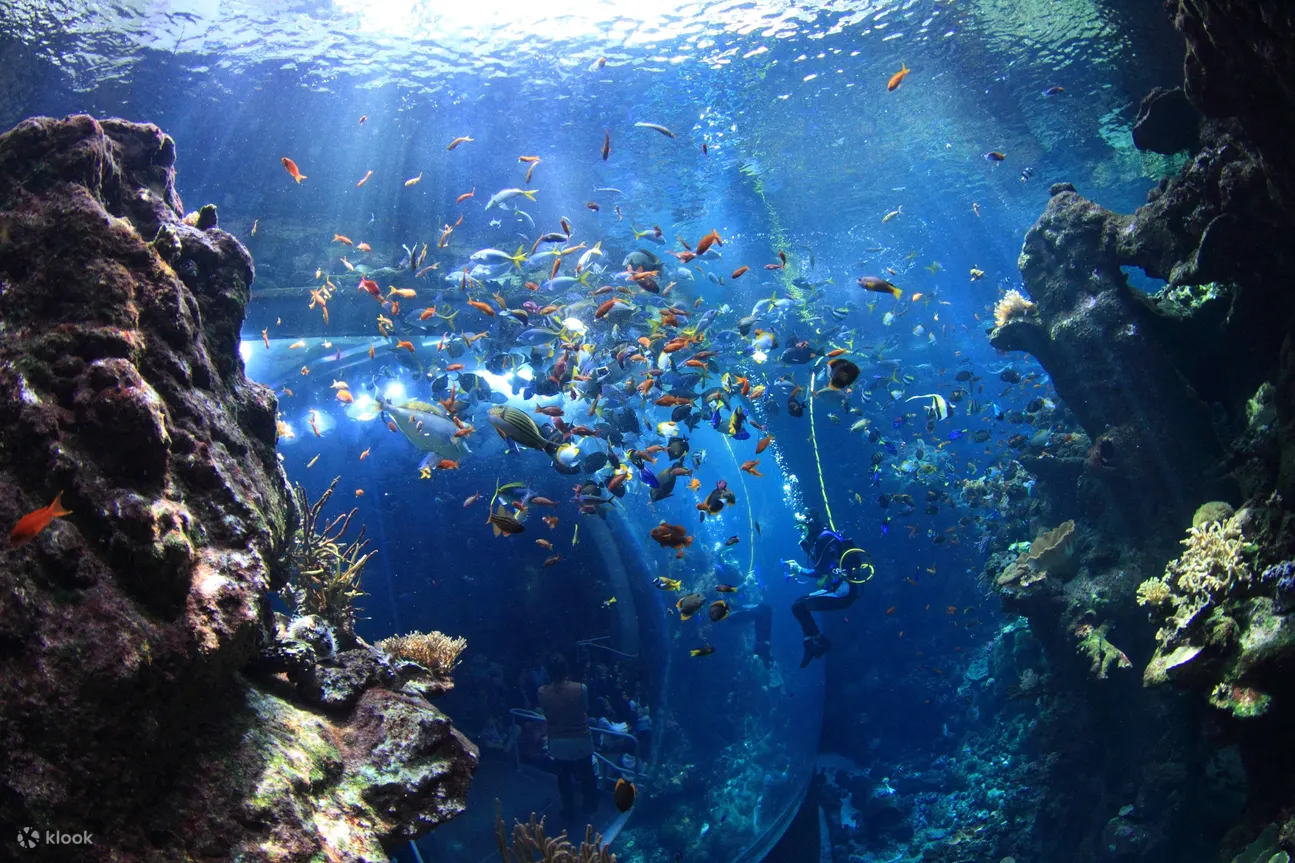 查看水族箱内部