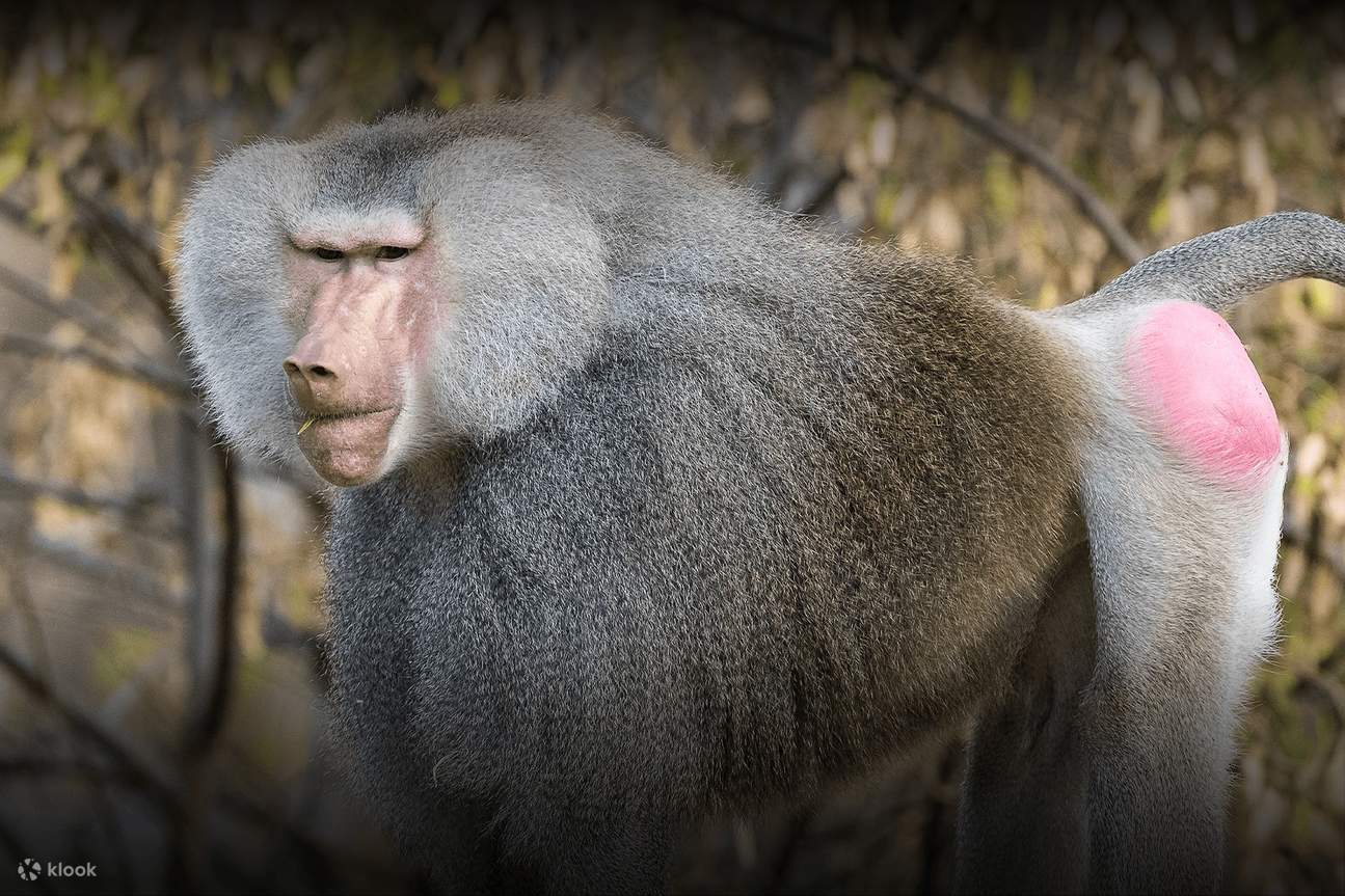 San Diego Zoo - Monkey