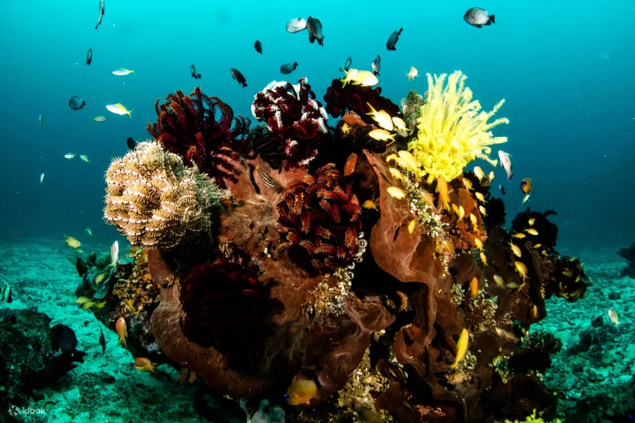 充满活力的珊瑚礁，充满海洋生物