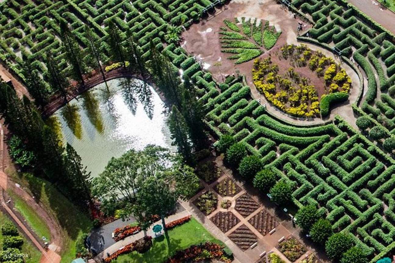 Dole Plantation Pineapple Maze