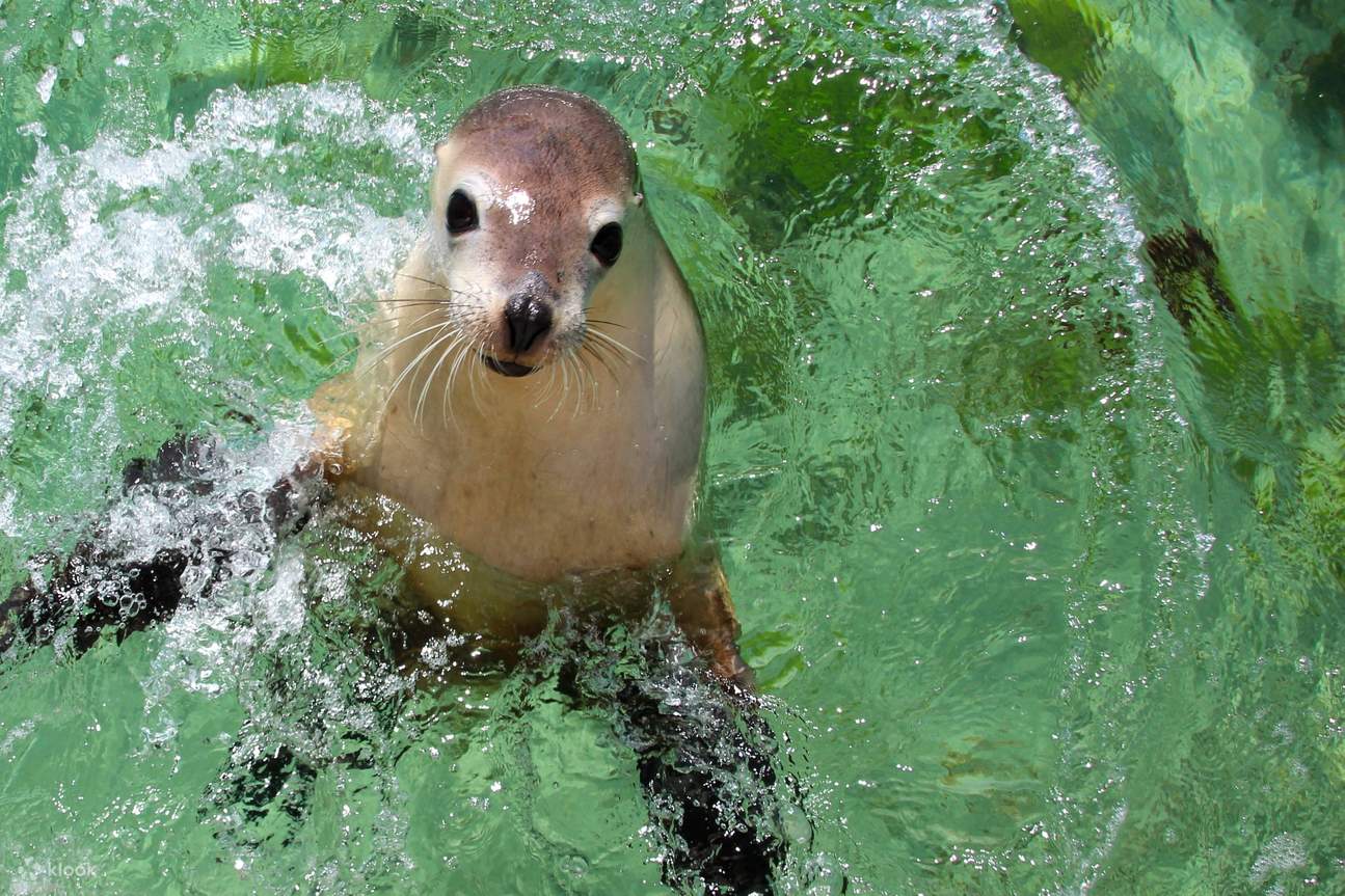 Aventure sous-marine du week-end à Port Lincoln