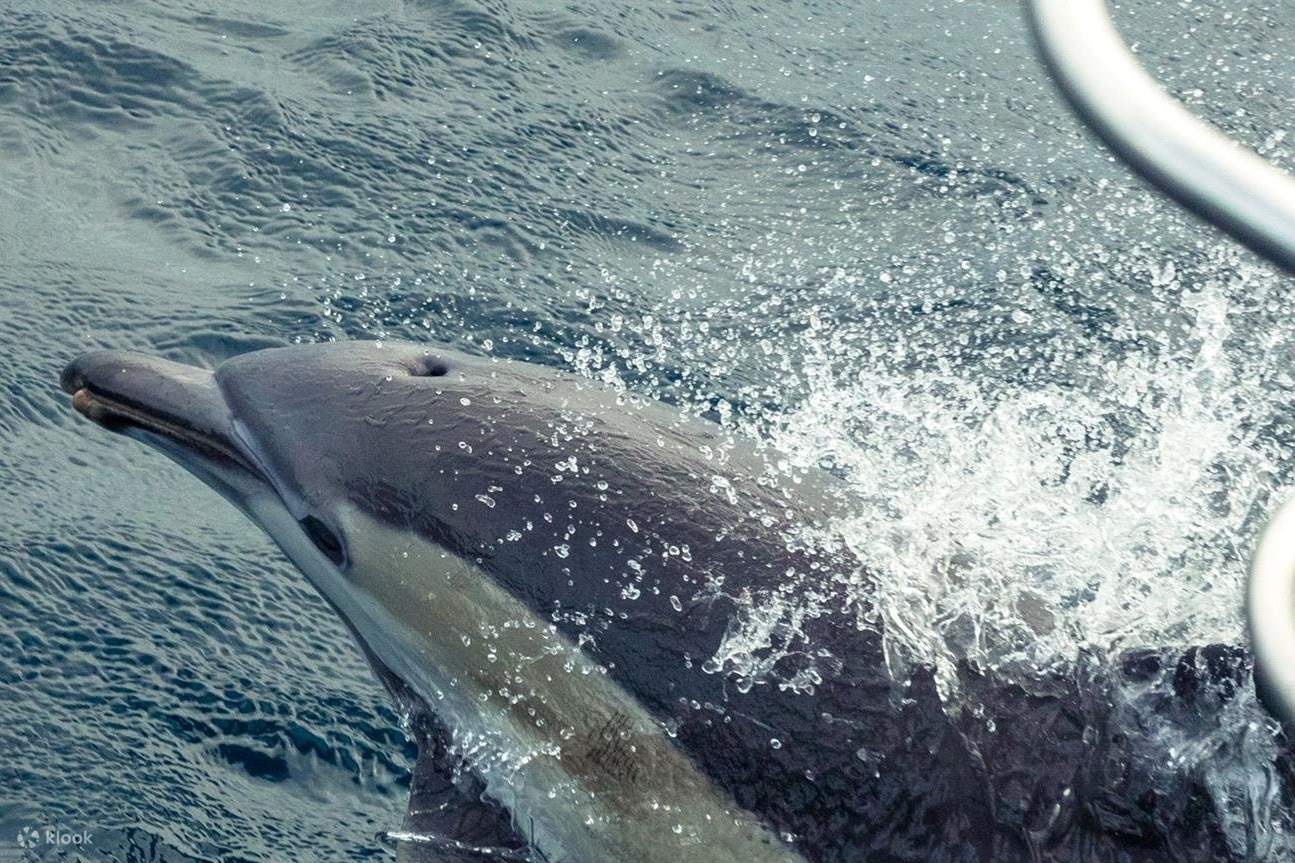 Cá heo đang bơi và đi theo con tàu