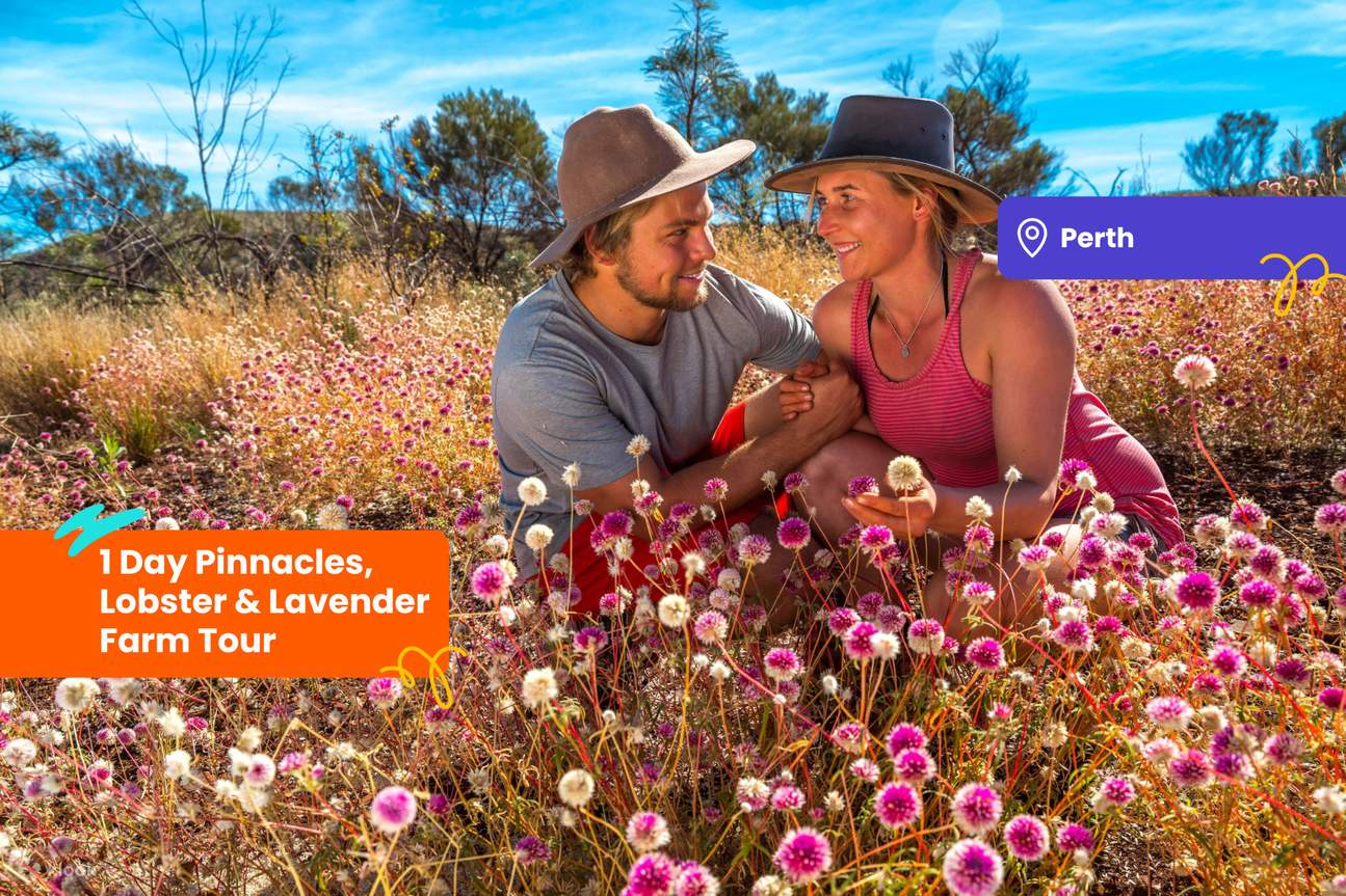 Tour 1 Ngày Sa Mạc Pinnacles, Vườn Hoa Lavender với Thưởng Thức Tôm Hùm