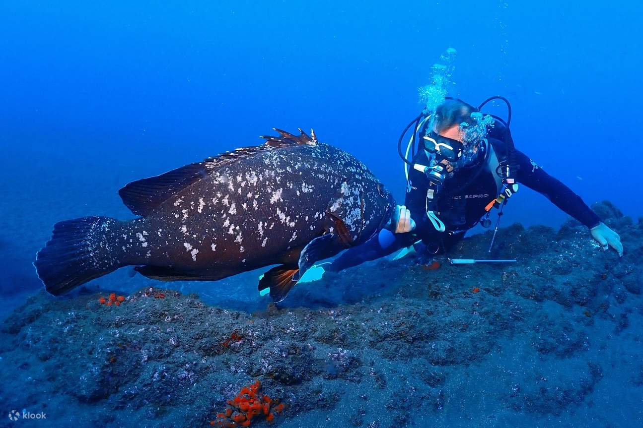 스쿠버 다이빙으로 마데이라의 신비로운 해저 세계를 탐험해 보세요.