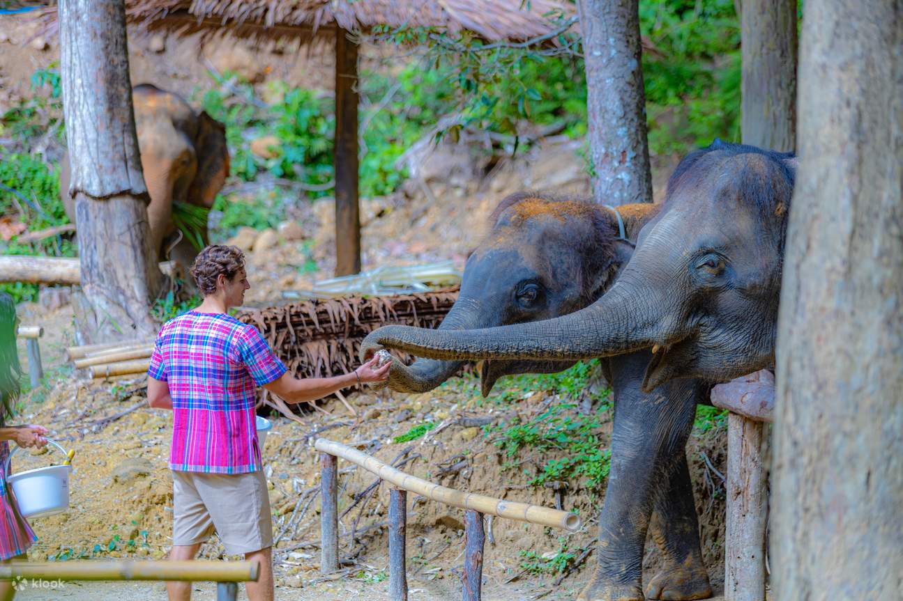 Patong Elephant Hug à Phuket