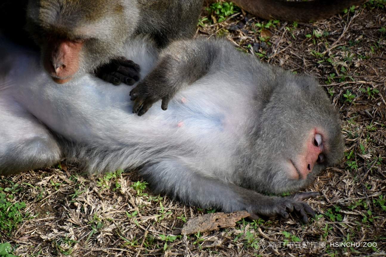 Zoológico Municipal de Hsinchu