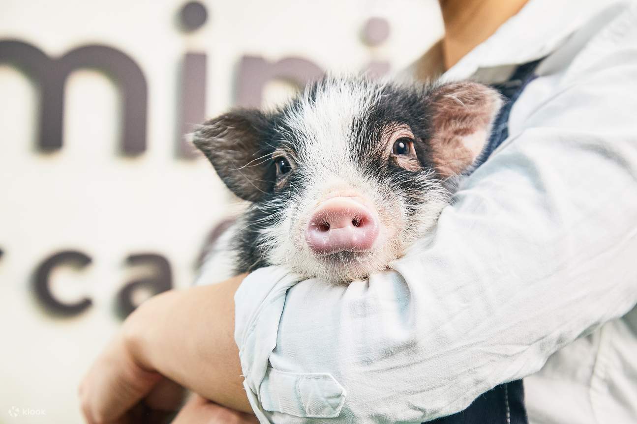 大阪Micro Pig Cafe迷你猪咖啡馆体验 - Klook