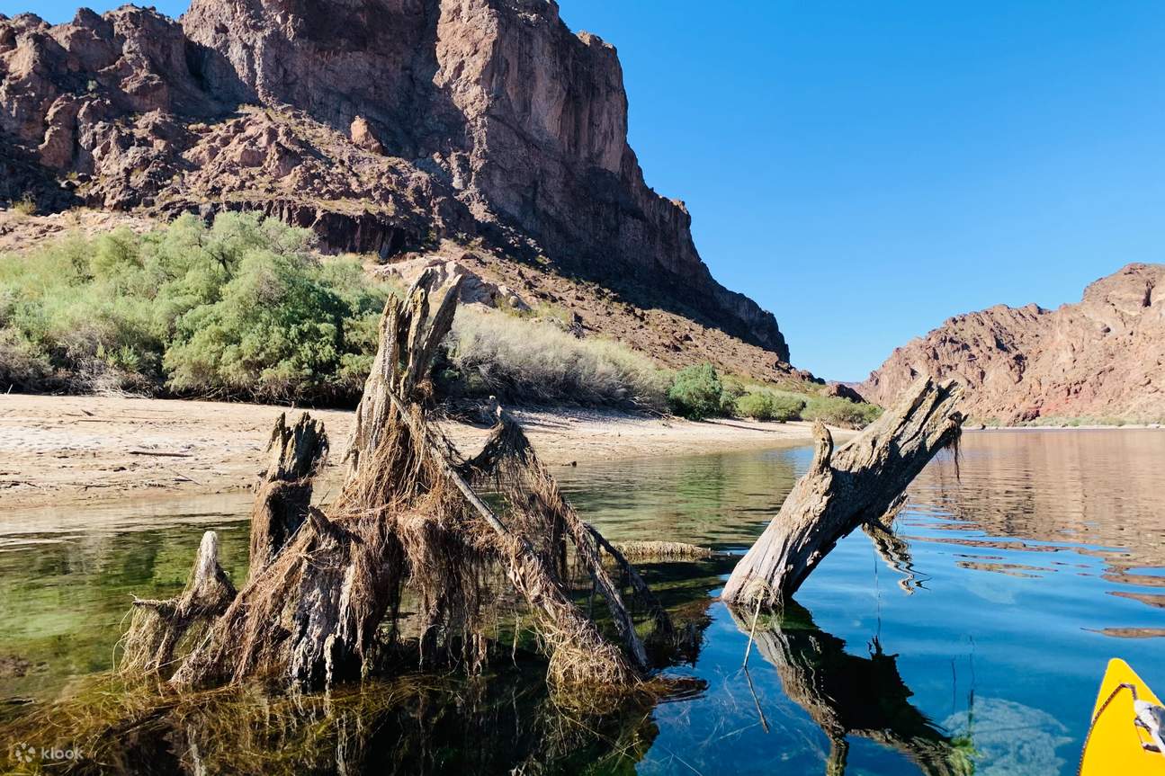 Blick auf einen Baum