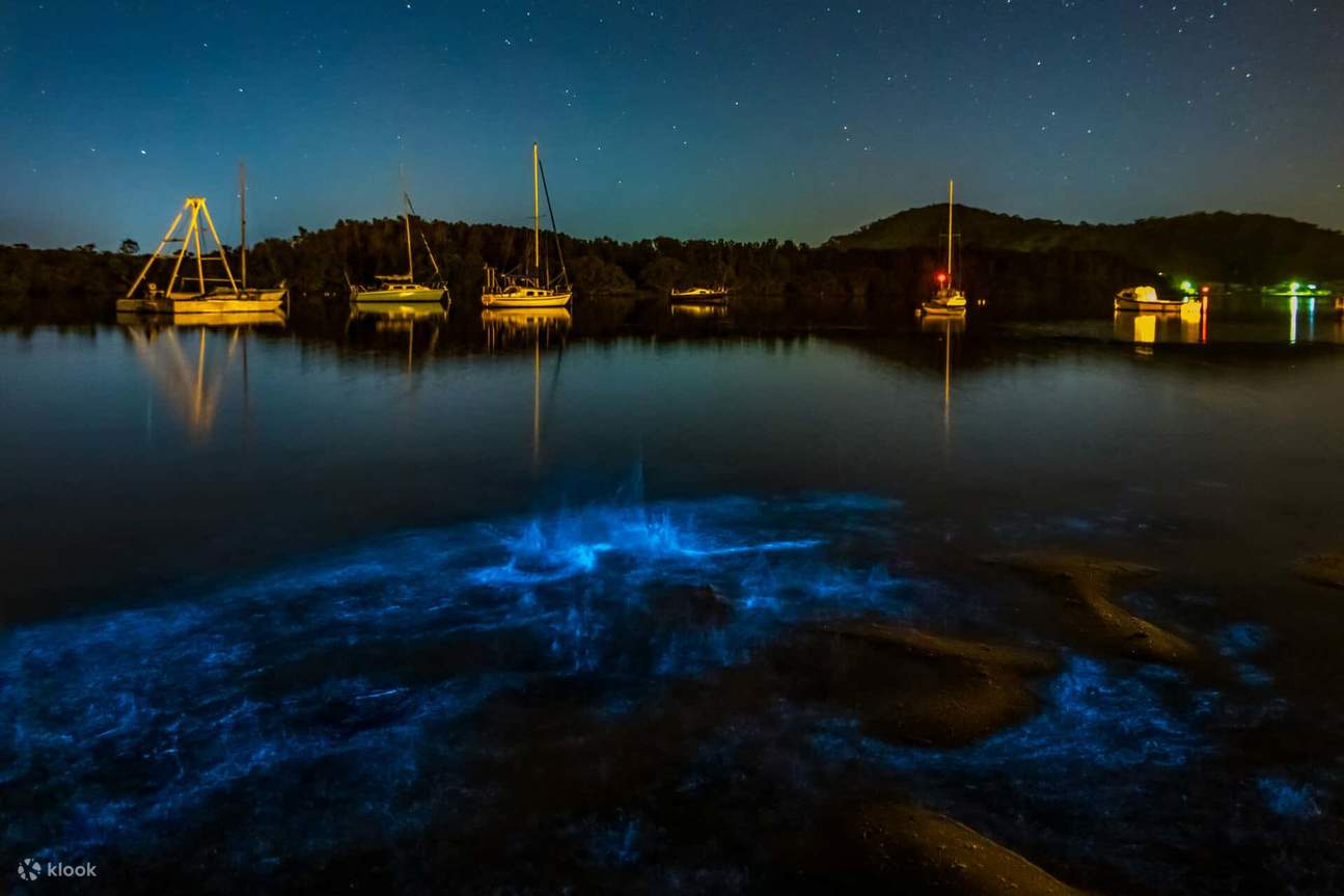 Auckland Bioluminescence Kayak Tour Klook United States